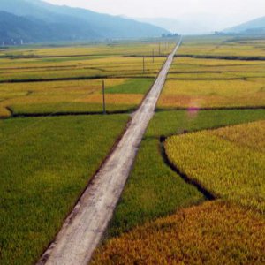 成都策劃公司談國(guó)產(chǎn)飲料走不出國(guó)門的原因